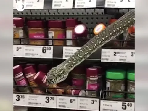Un serpent de trois mètres découvert dans un supermarché (Vidéo)